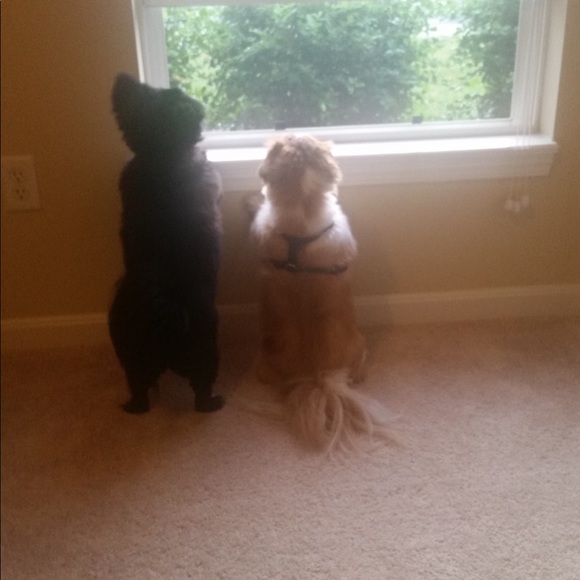 Meet your Posher, Melissa - Picture 3 of 6